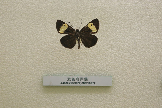 中国蝴蝴蝶标标本本双双色舟弄蝶
