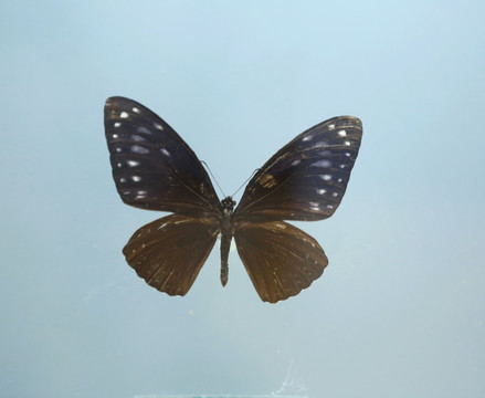 中国蝴蝶翠蓝斑凤蝶标本