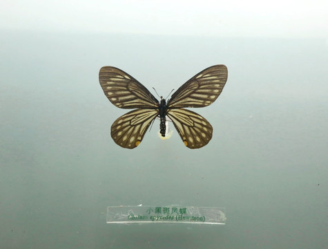 中国蝴蝶小黑斑凤蝶标本