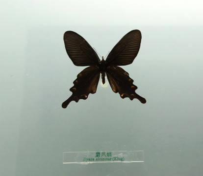 中国蝴蝶麝凤蝶标本
