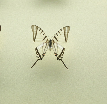美洲蝴蝶绿斑凤蝶的标本