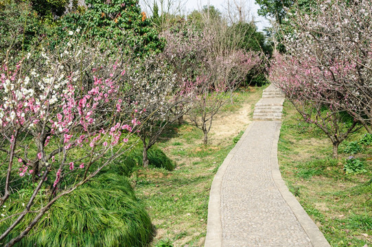 梅花山梅花