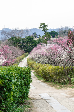 梅花山梅花