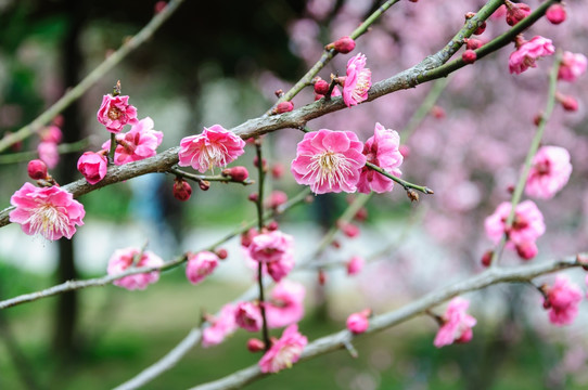 梅花