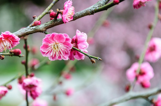 梅花