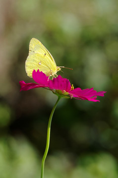 蝶恋花