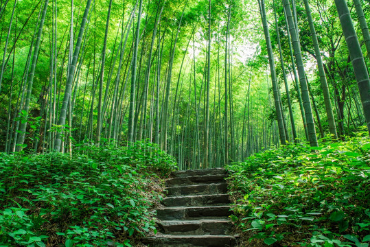 竹林 山路 绿竹林