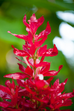 红色花卉特写