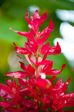 红色花卉摄影