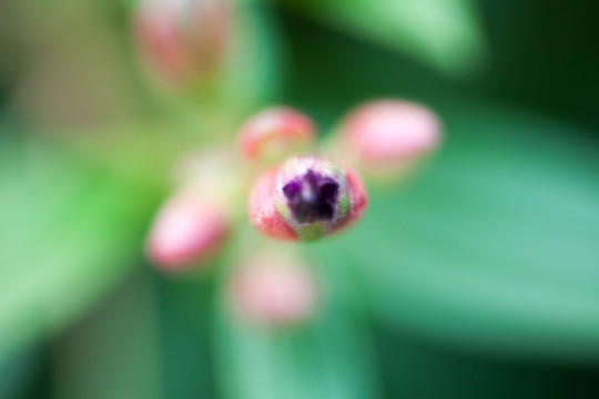 花蕊微距摄影