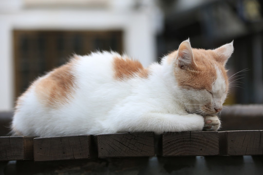 橘猫