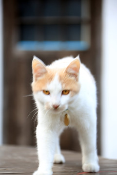 橘猫 白猫
