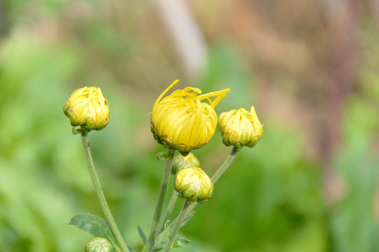 菊花