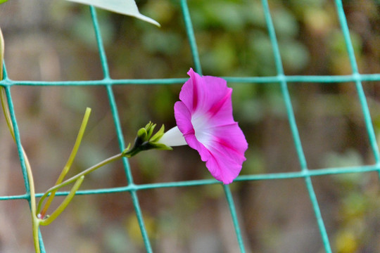 牵牛花