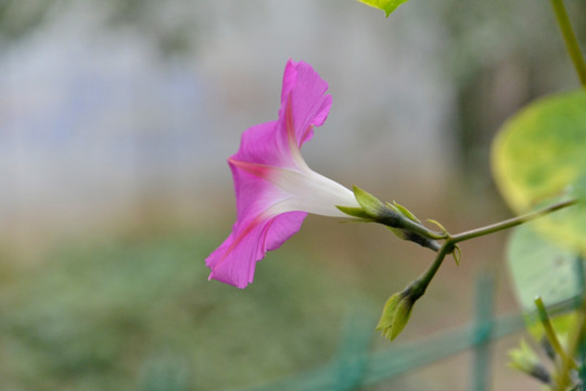 牵牛花