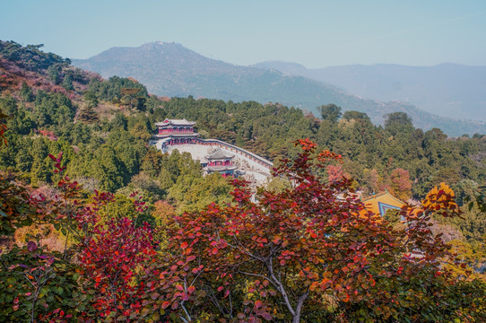 香山红叶