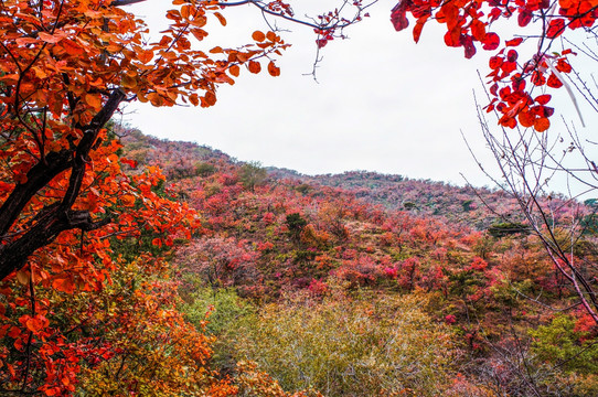 香山红叶