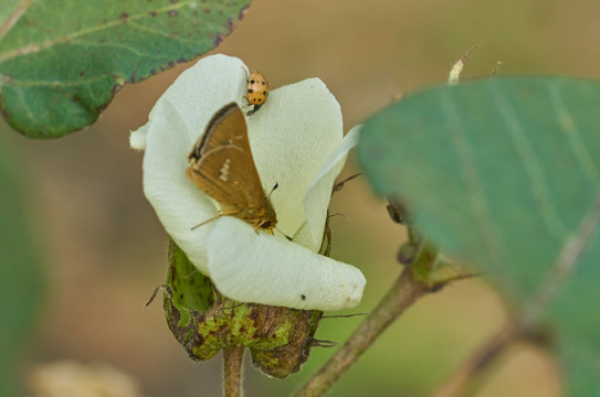 高清 蝴蝶恋花