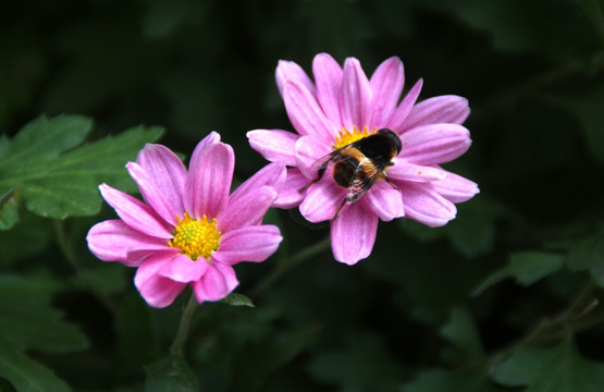 蜜蜂采蜜 菊花