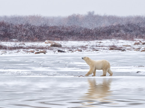 冰原北极熊
