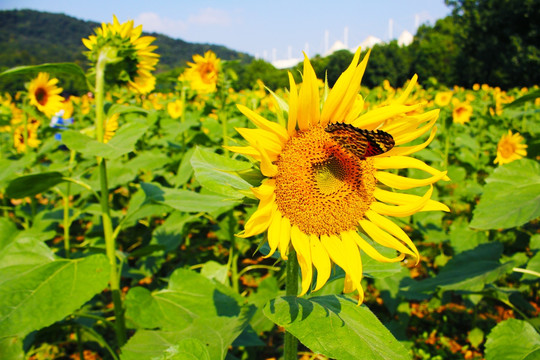 蝶恋花