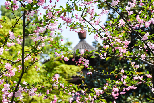 花朵