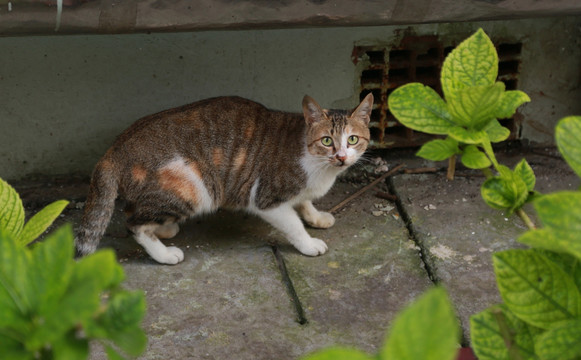 花猫