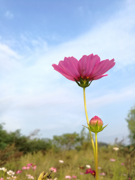 波斯菊