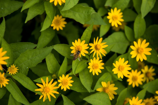 皇帝菊 蜜蜂采蜜 菊花 菊花素