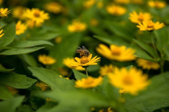 皇帝菊 蜜蜂采蜜 菊花 菊花素