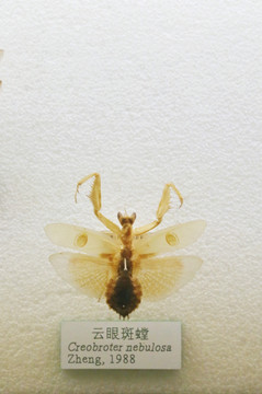 昆虫云眼斑螳螂标本