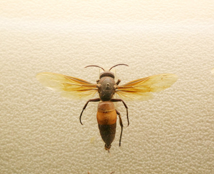 昆虫虫大金箍胡峰标本