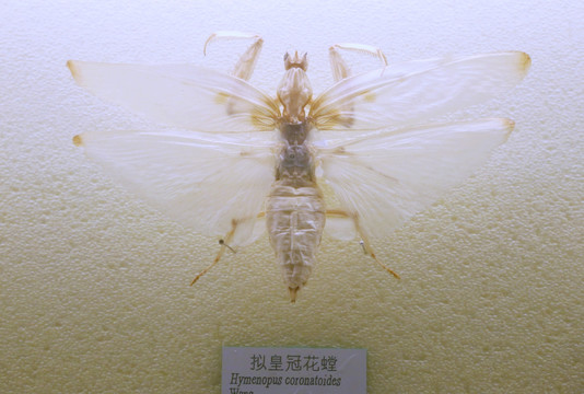 昆虫虫拟皇冠花螳标本
