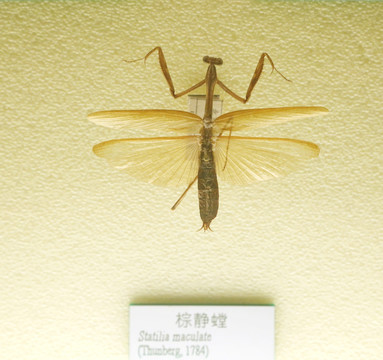 昆虫棕静螳螂螂标本