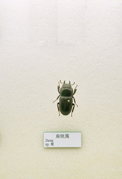 昆虫甲虫扁锹属的标本