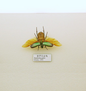 昆虫甲虫紫罗花金龟子标本