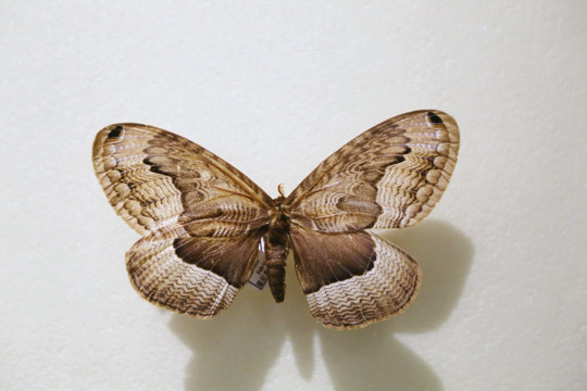 昆虫蛾类黄褐箩纹蛾的标本