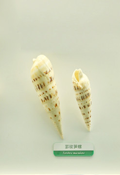 海洋贝类罫纹笋螺标本