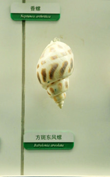 海洋贝类方斑东方螺标本