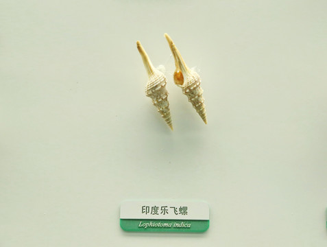 海海洋贝类印度乐飞螺标本