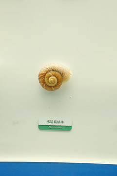 海洋贝类安培红蜗牛
