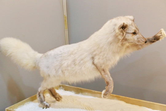 灰白狐狸标本