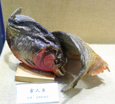 珍稀鱼类食人鱼标本