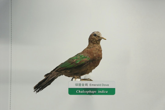 珍稀鸟类绿翅金鸠标本