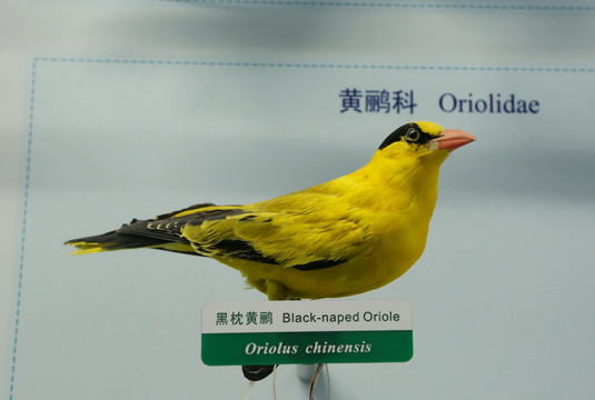 珍稀鸟类黑枕黄鹂标本