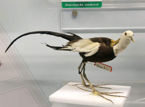 珍稀鸟类水雉标本