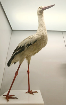 珍稀鸟类白鹤标本