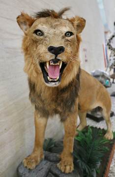 濒危动物狮子标本