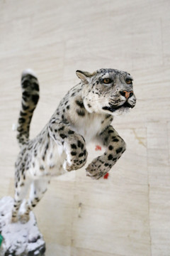 濒危动物雪豹标本