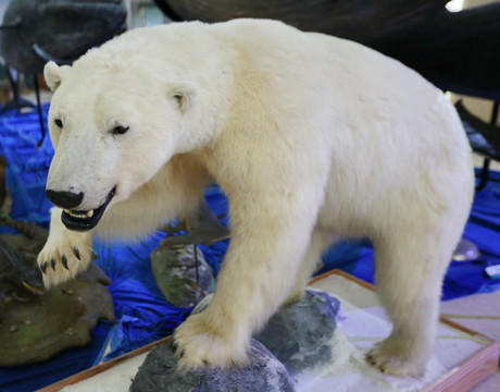濒危动物北极熊标本
